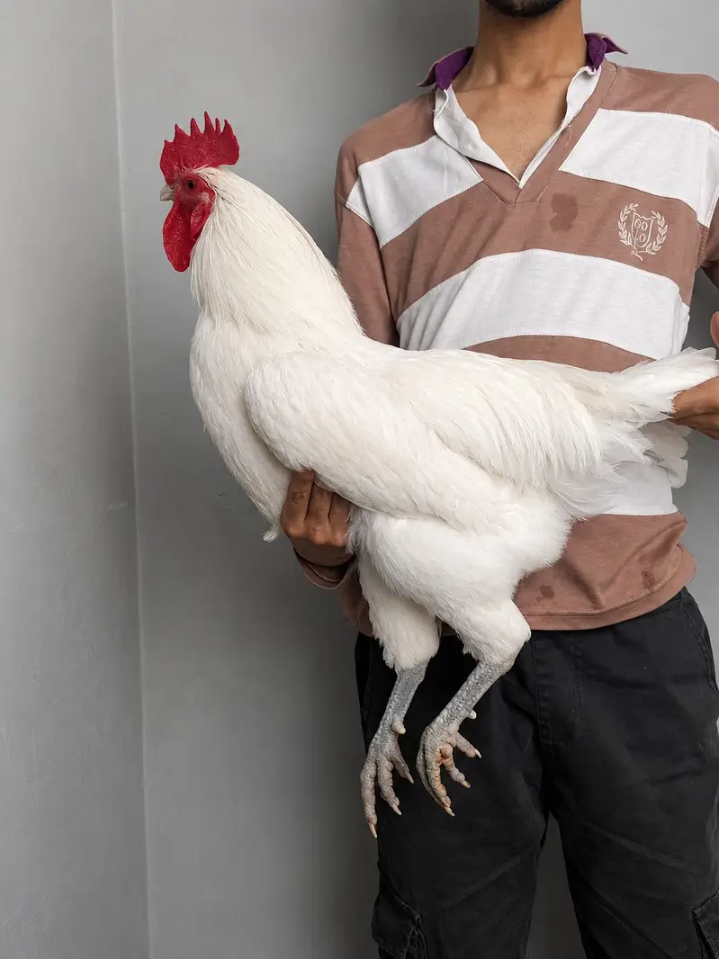 heritage australorp |australorp black, white | call 03274087584 — photo 7