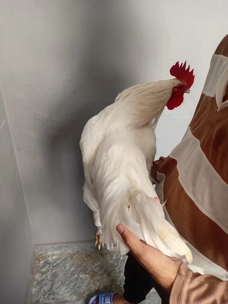 heritage australorp |australorp black, white | call 03274087584 — photo 9