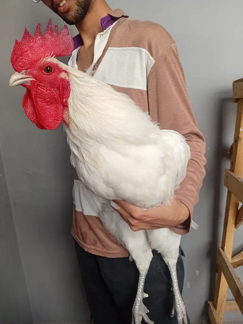 heritage australorp |australorp black, white | call 03274087584 — photo 11