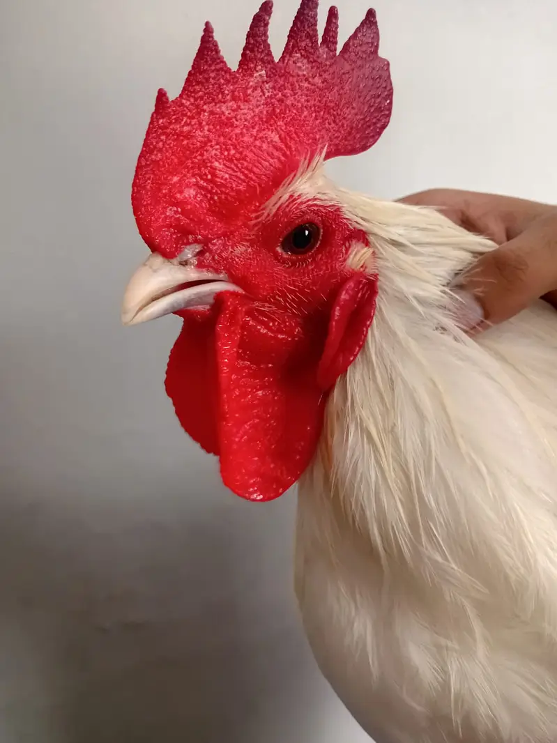 heritage australorp |australorp black, white | call 03274087584 — photo 10