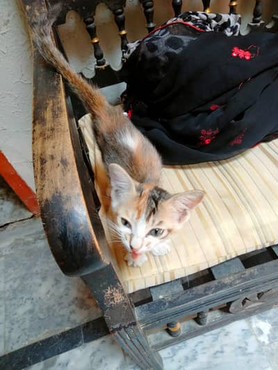 stray kitten adoption