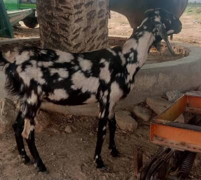 4 month Gaben  shara print bakri