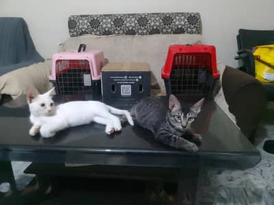 2 Beautuful Kitten