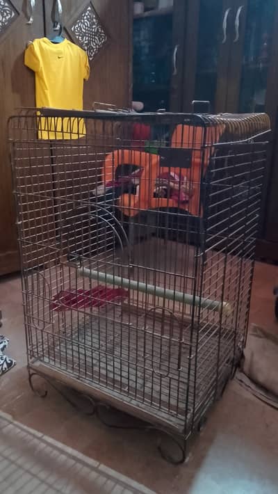 Gray perrots cage