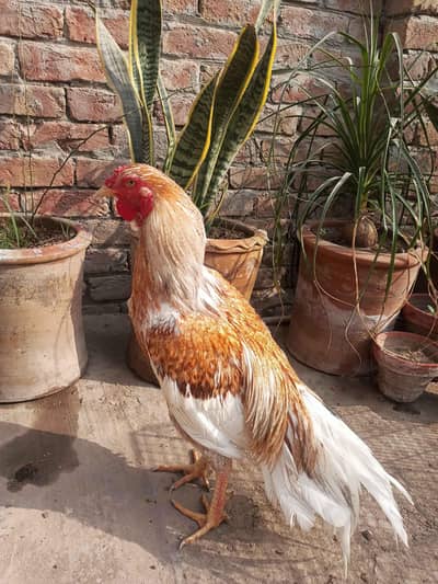 murgha for sell