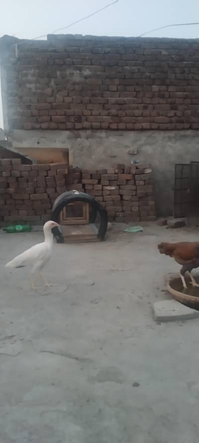 aseel hen,chicks and pigeon laka for sale