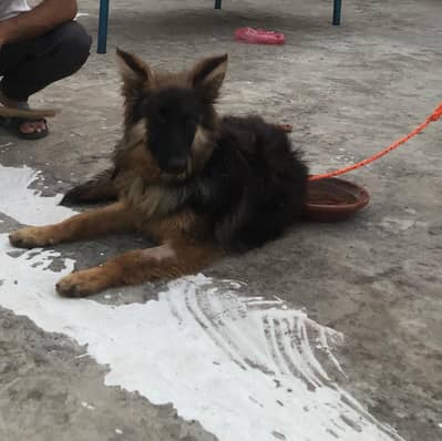 Getmen shepherd Dog
