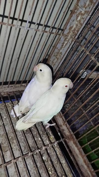 Albino lovebirds pair