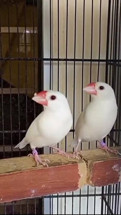 White jawa breeder pair.