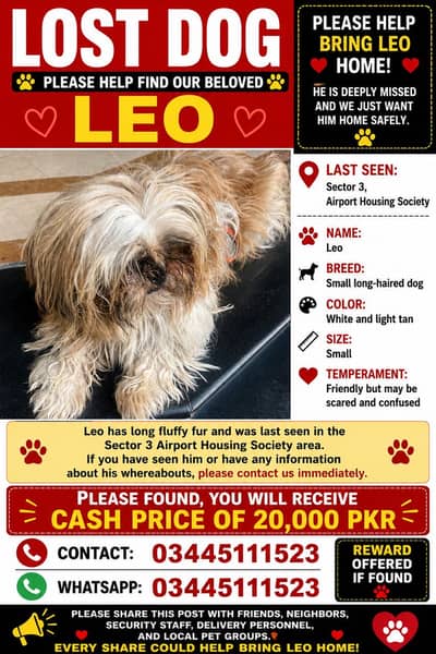 Shihtzu lost