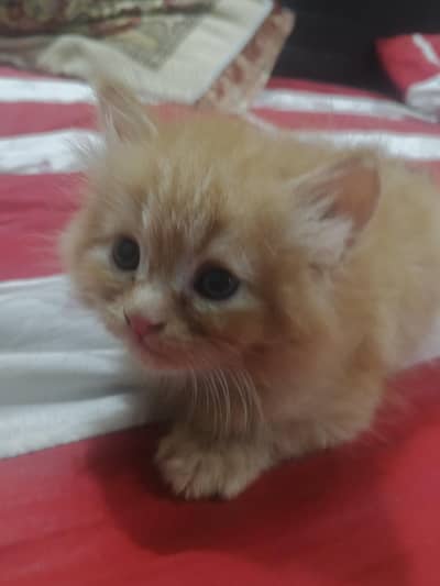 persian kittens triple coat