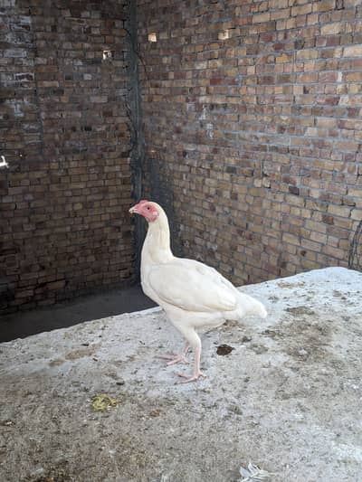 Heera pair for sale reasonable price ma