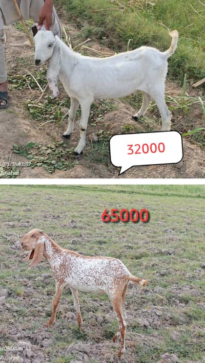 2 dant or kheera bakra