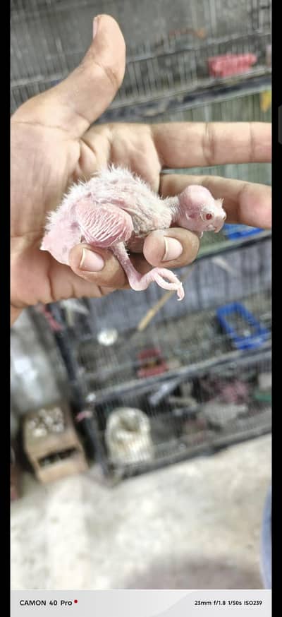 cream coctail babies