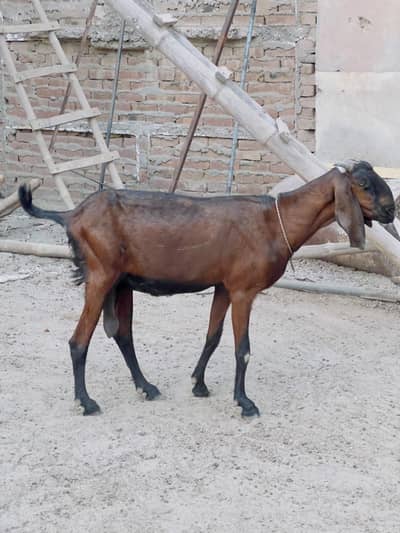 Gahban Nagri bakri