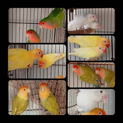 Lovebirds Fisher Albino Rozicoli Green Cremino Decino Split Blue 2