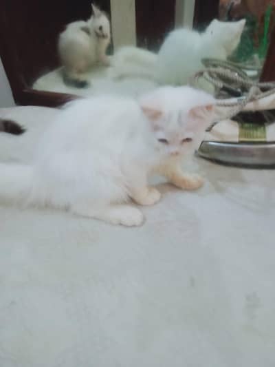 4 months kitten male female both available
