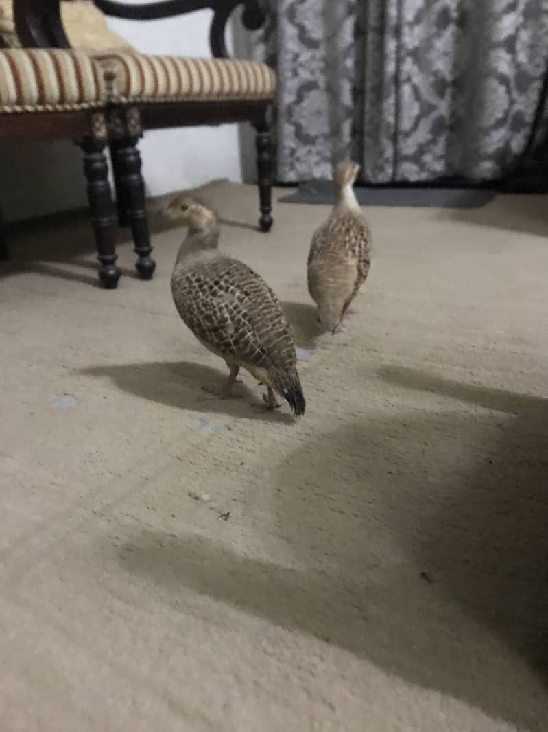 Teeter breeder pair 5