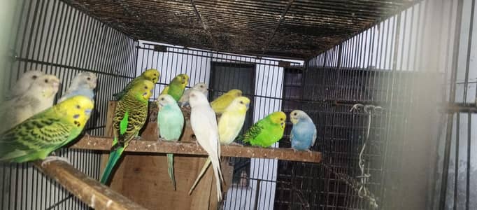 Australia parrots 03099076910