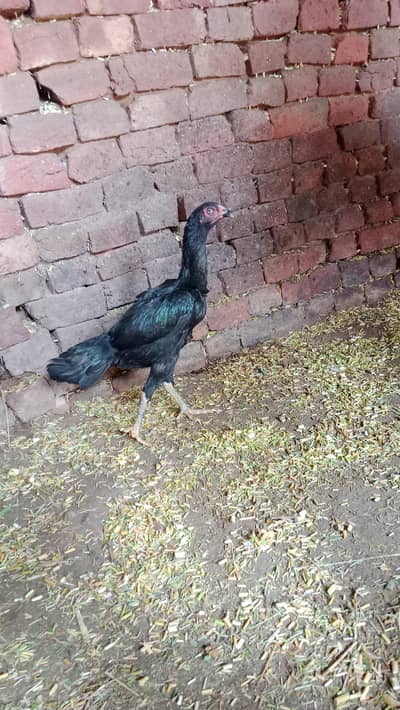 one hen one year old age