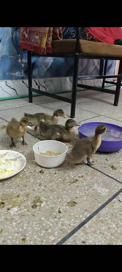 4 Healthy Ducklings for Sale