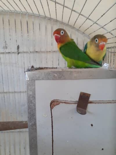 love birds pair green fisheri and blue