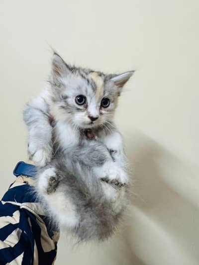 Persian kittens