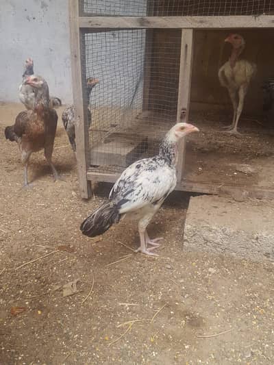 Healthy Aseel Chicken for Sale | Strong Body Structure | Home Raised
