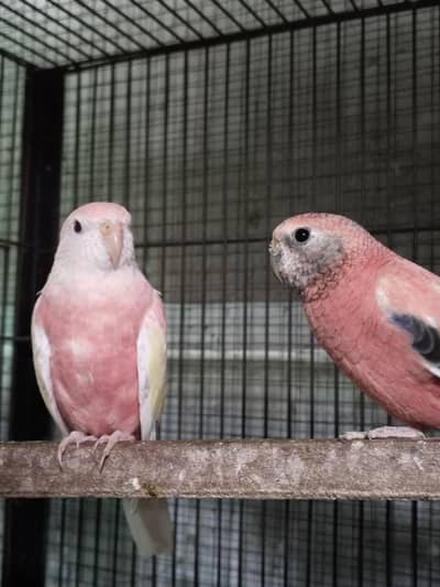 Bourkee and exhibition Australian parrots