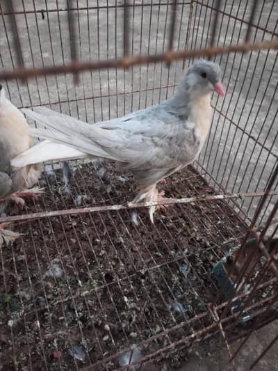 sliver German sherazi chicks