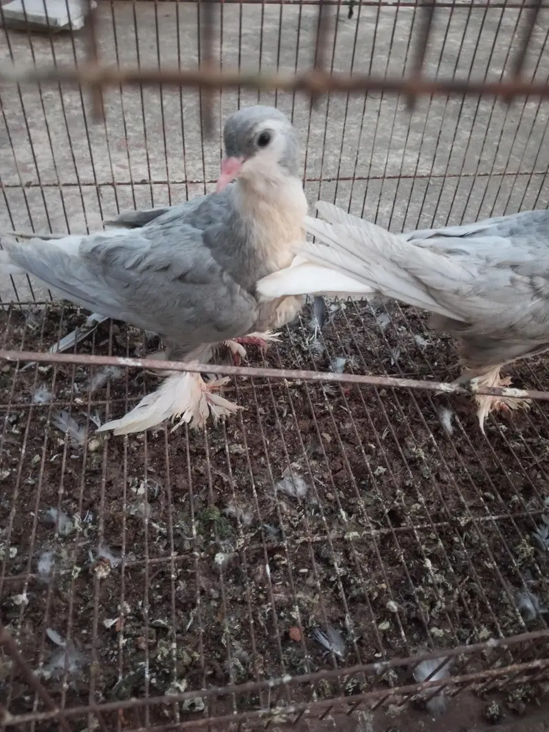 sliver German sherazi chicks — photo 2
