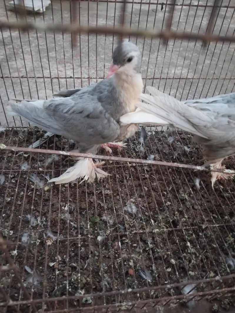 sliver German sherazi chicks — photo 3