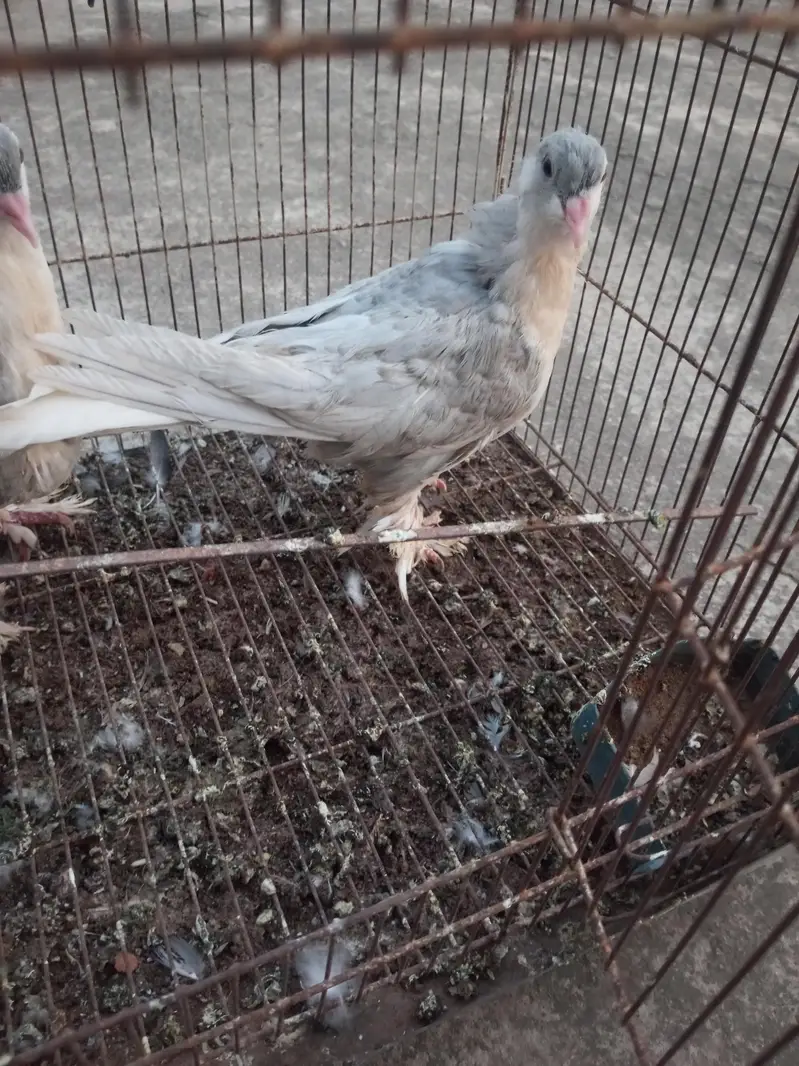 sliver German sherazi chicks — photo 4