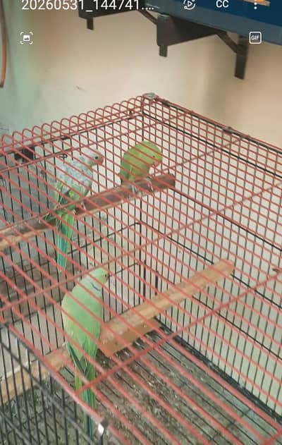 ring neck breeder pair and 2 chick for sale