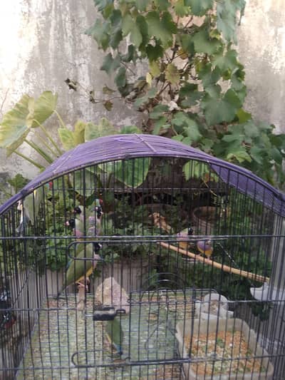 gouldians finches and banglies