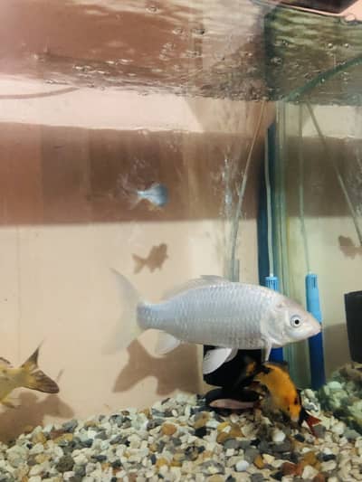 1 feet koi