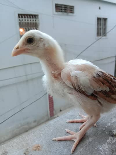 Aseel Miawali chick's For Sale