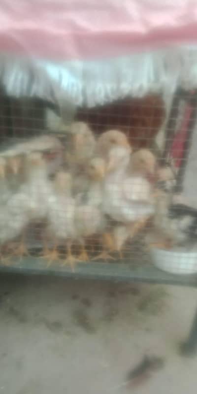 pure aseel heera breed white