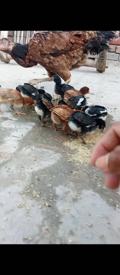 aseel chicks for sale bohat he acha aseel ka bacha ha