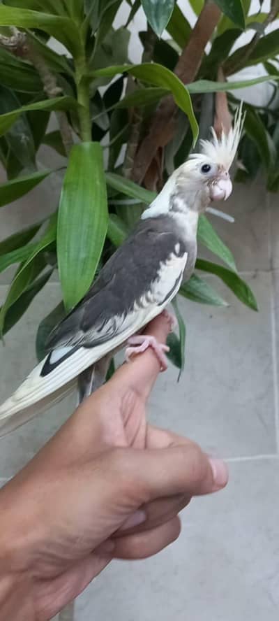Top Quality Hand Tamed Cocktail Pair white face pair