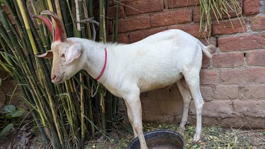 White Tedi Zero Size