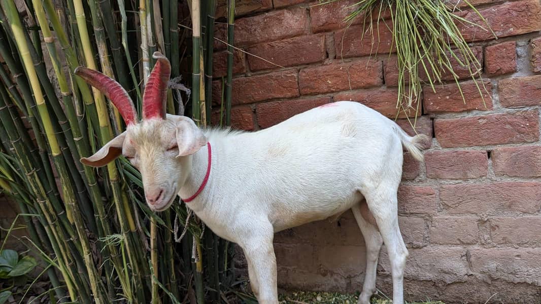 White Tedi Zero Size 1
