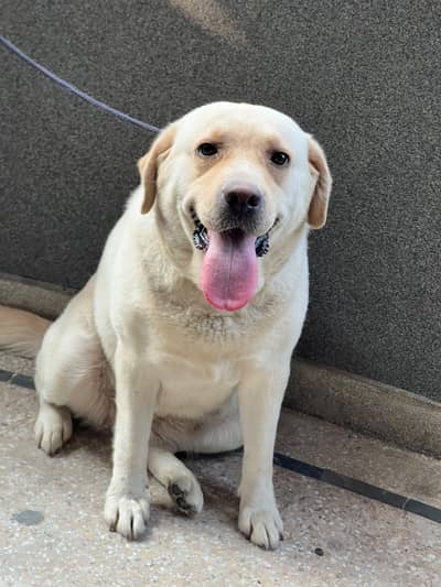 Labrador Female