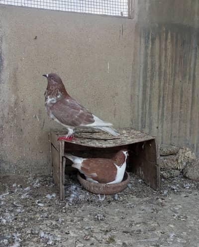2 breeder pairs