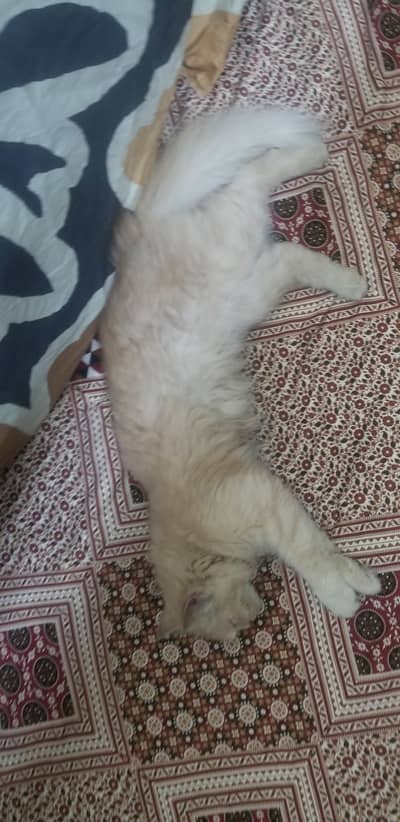 persian kitten cat pair