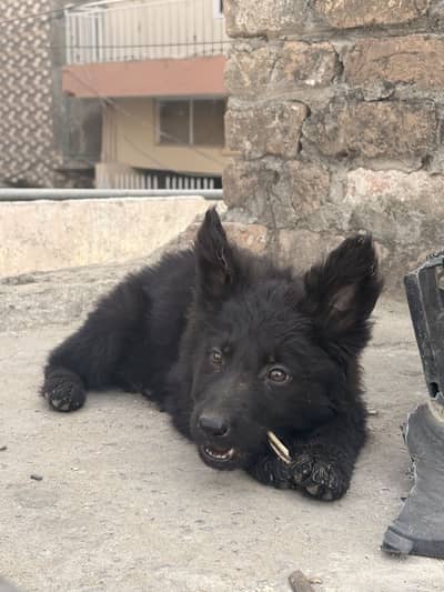 Black shepherd female puppies for sale