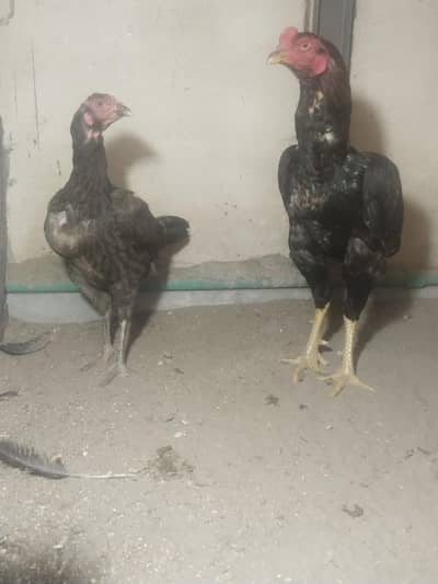 pure aseel panis breed