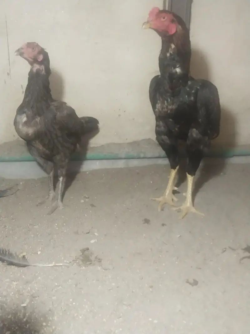 pure aseel panis breed — photo 2