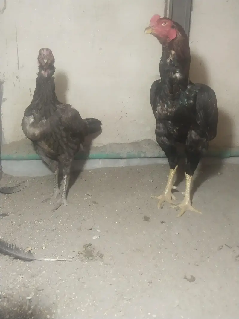 pure aseel panis breed — photo 3