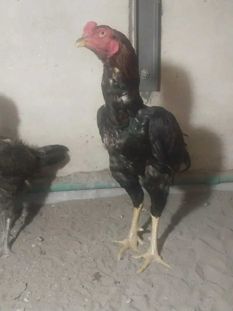 pure aseel panis breed — photo 4